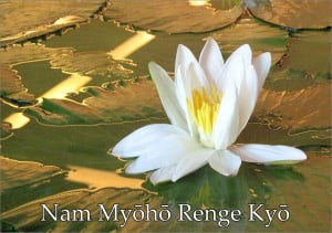 Nam Myoho Renge Kyo - Fotografía de la flor de loto de Jenny Mackness